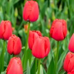 Tulipán (Tulipa gesneriana) Červený - 1 cibuľka v kvetináči, kont. C1L